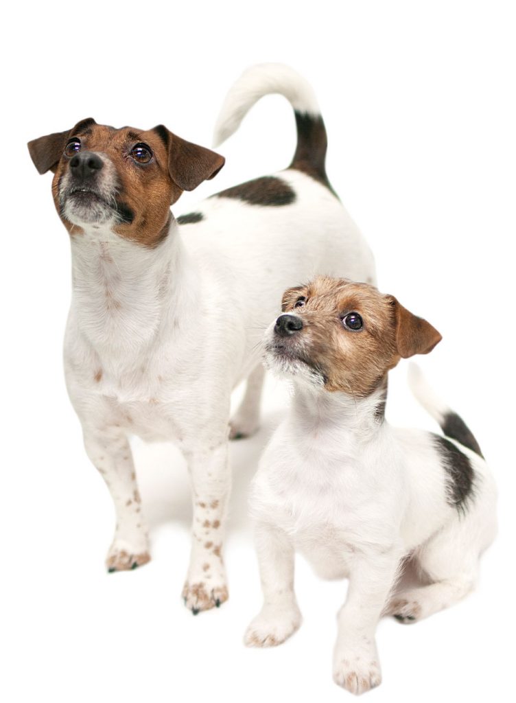 Eläinlääkärin vastaanotto, Espoo